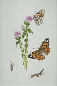 Larvae Collection: Cynthia cardui, painted lady