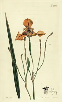 Weddell Prints: Cypella herbertii