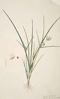Commelinid Prints: Cyperus sp. sedge