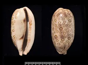Cypraea argus, hundred-eyed cowrie