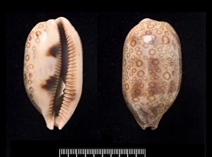 Aperture Gallery: Cypraea argus, hundred-eyed cowrie