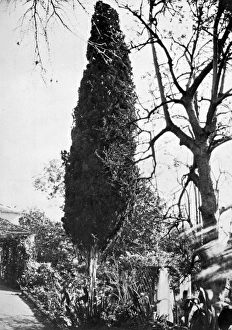 Cypress in Mr Watsons garden, Madeira Cypress in Mr Watsons garden, Madeira