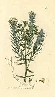 Cypress spurge, Euphorbia cyparissias
