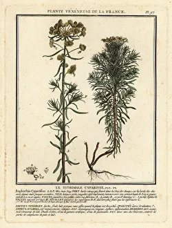 Cypress spurge, Euphorbia cyparissias