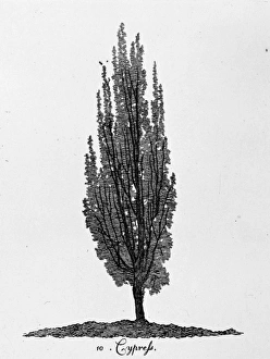 Alexander Cozens Gallery: Cypress tree