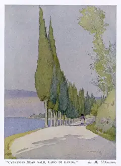 Cypress Prints: Cypress Trees in Italy