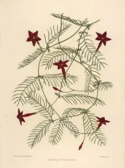 Cypress vine, Ipomoea quamoclit