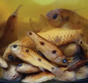 Cypriniformes Prints: Cyprinid fish