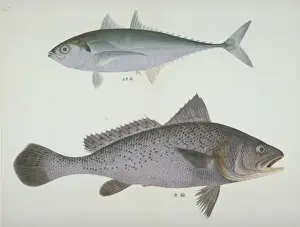 Cyprinus auratus, goldfish