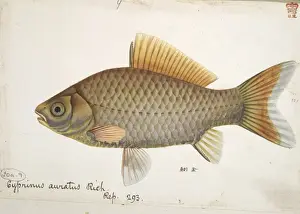 Cyprinus auratus, goldfish