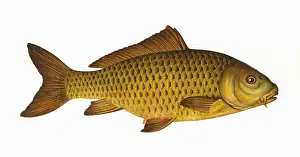 Cyprinus carpio, or Common Carp