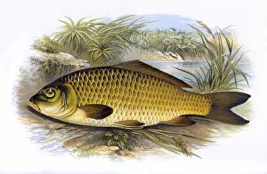 Fishes Collection: Cyprinus carpio, or Common Carp