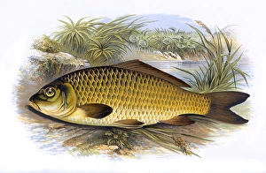 Carpio Collection: Cyprinus carpio, or Common Carp