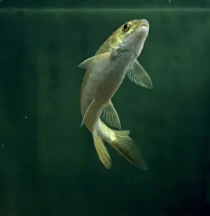 Locomotion Prints: Cyprinus carpio, koi carp