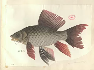 John Reeves Collection: Cyprinus hybiscoides, common carp