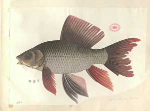 John Reeves Collection: Cyprinus hybiscoides, common carp