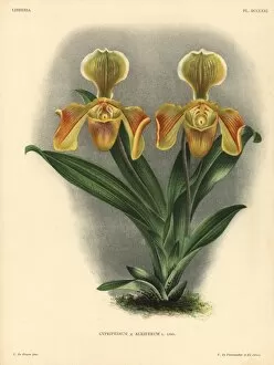 Cypripedium Collection: Cypripedium Auriferum L Lind hybrid orchid