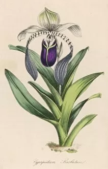 Cypripedium Barbatum