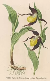 Cypripedium Calceolus