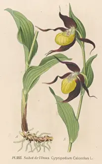 Slipper Prints: Cypripedium Calceolus