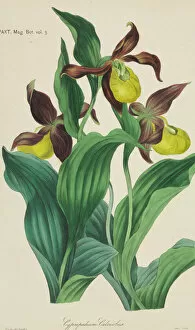 Monocot Collection: Cypripedium calceolus, Ladys Slipper Orchid