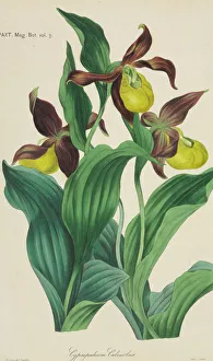 Cypripedium calceolus, Ladys Slipper Orchid