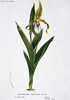 Orchids Collection: Cypripedium candidum, small white lady s-slipper