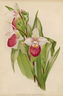 Orchid Collection: Cypripedium Cardinale