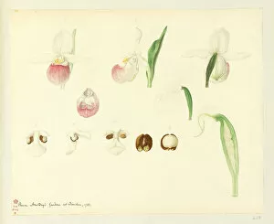 Cypripedium Collection: Cypripedium reginae