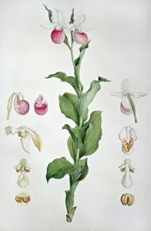 Monocotyledon Collection: Cypripedium reginae, ladys slipper orchid. Also known as pi