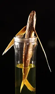 Cypselurus californicus, four-winged flyingfish