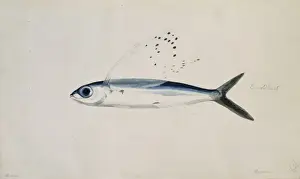 Cypselurus poecilopterus, yellow-wing flyingfish