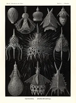 Protozoa Collection: Cyrtoidea or radiolaria protozoa skeletons