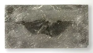 Murchison Prints: Cyrtopirifer verneuili (Murchison), Delabole butterfly brach