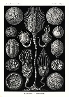 Cystoidea extinct echinoderms Cystoidea extinct echinoderms