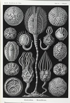 20th Century Gallery: Cystoidea; extinct stalked echinoderm