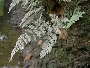 Cystopteris diaphana, diaphanous bladder fern
