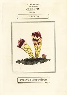 Duppa Prints: Cytinus hypocistis