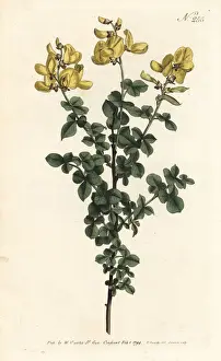 Sansom Prints: Cytisophyllum sessilifolium