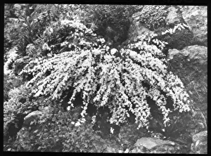 Cytisus Kimensis (Broom)