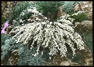 Cytisus Kimensis (Broom)