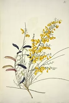 Ehret Collection: Cytisus scoparius L. Scotch broom