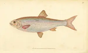 Donovan Prints: Dace, Leuciscus leuciscus