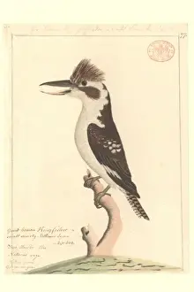 Dacela novaeguineae, laughing kookaburra