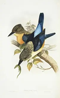 Dacelo tyro, spangled kookaburra