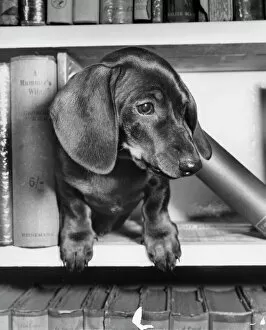 Images Dated 25th January 2017: Dachshund on a bookshelf