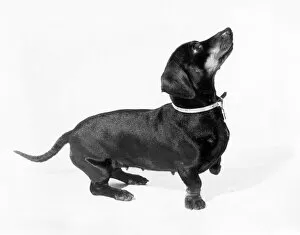 Images Dated 17th August 2011: Dachshund Dog 1960S