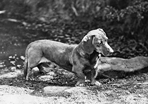 Dachshund Prints: Dachshund dog