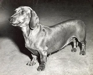 Dachshund Prints: Dachshund dog Date: 1950s