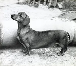 Dachshund Prints: Dachshund dog Date: 1950s